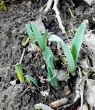 Galanthus alpinus
