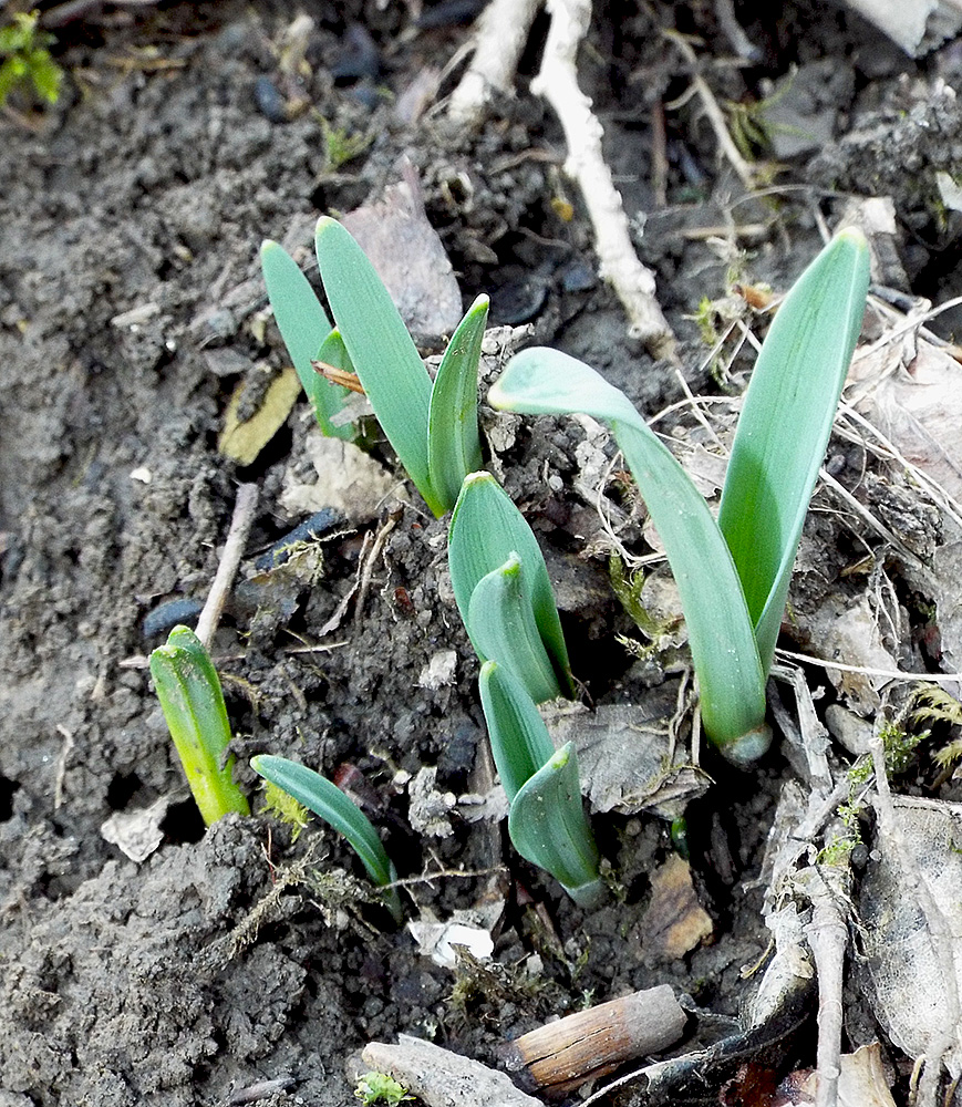 Изображение особи Galanthus alpinus.