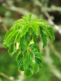 Aesculus californica