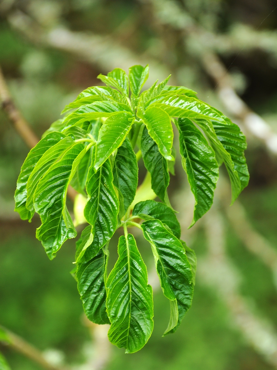 Изображение особи Aesculus californica.