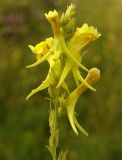 Linaria genistifolia