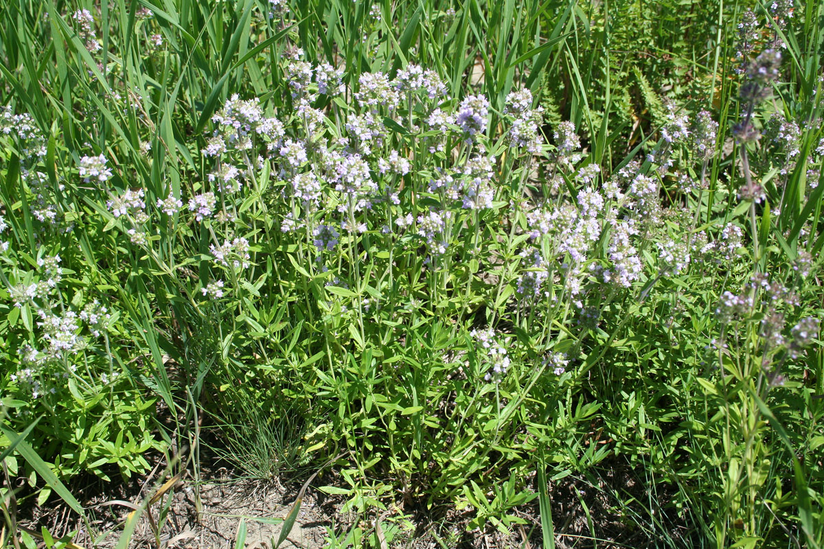 Изображение особи Thymus marschallianus.