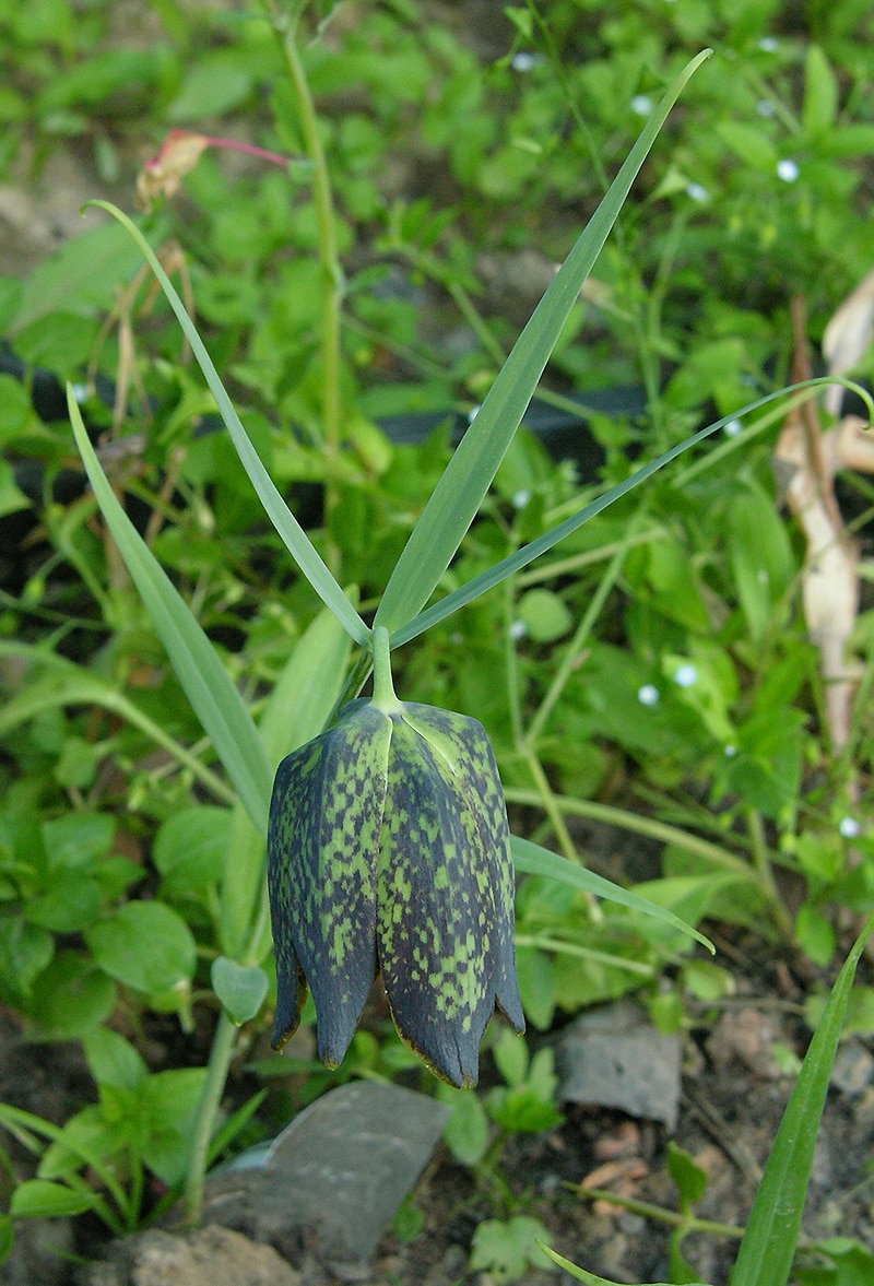 Image of Fritillaria cirrhosa specimen.