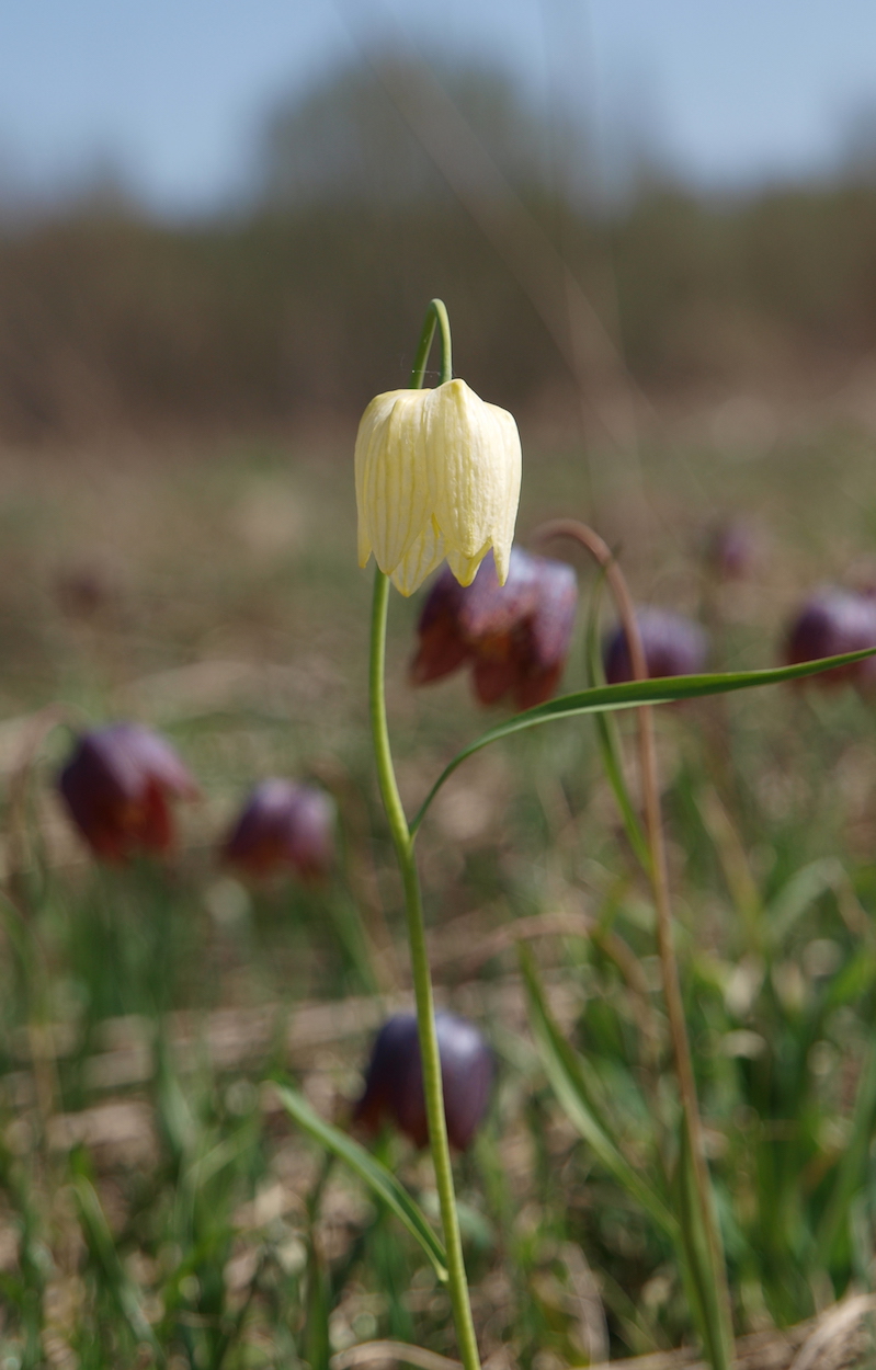 Изображение особи Fritillaria meleagris.