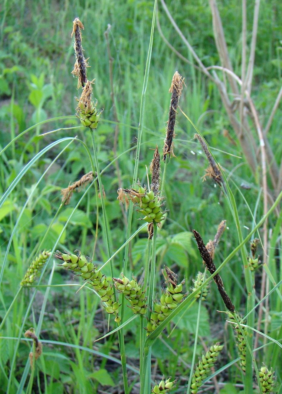 Image of Carex melanostachya specimen.