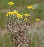 Odontarrhena muralis. Цветущее растение. Ростовская обл., Неклиновский р-н, Фёдоровское с/п, дол. р. Мокрый Еланчик, на каменистом склоне. 13.05.2017.