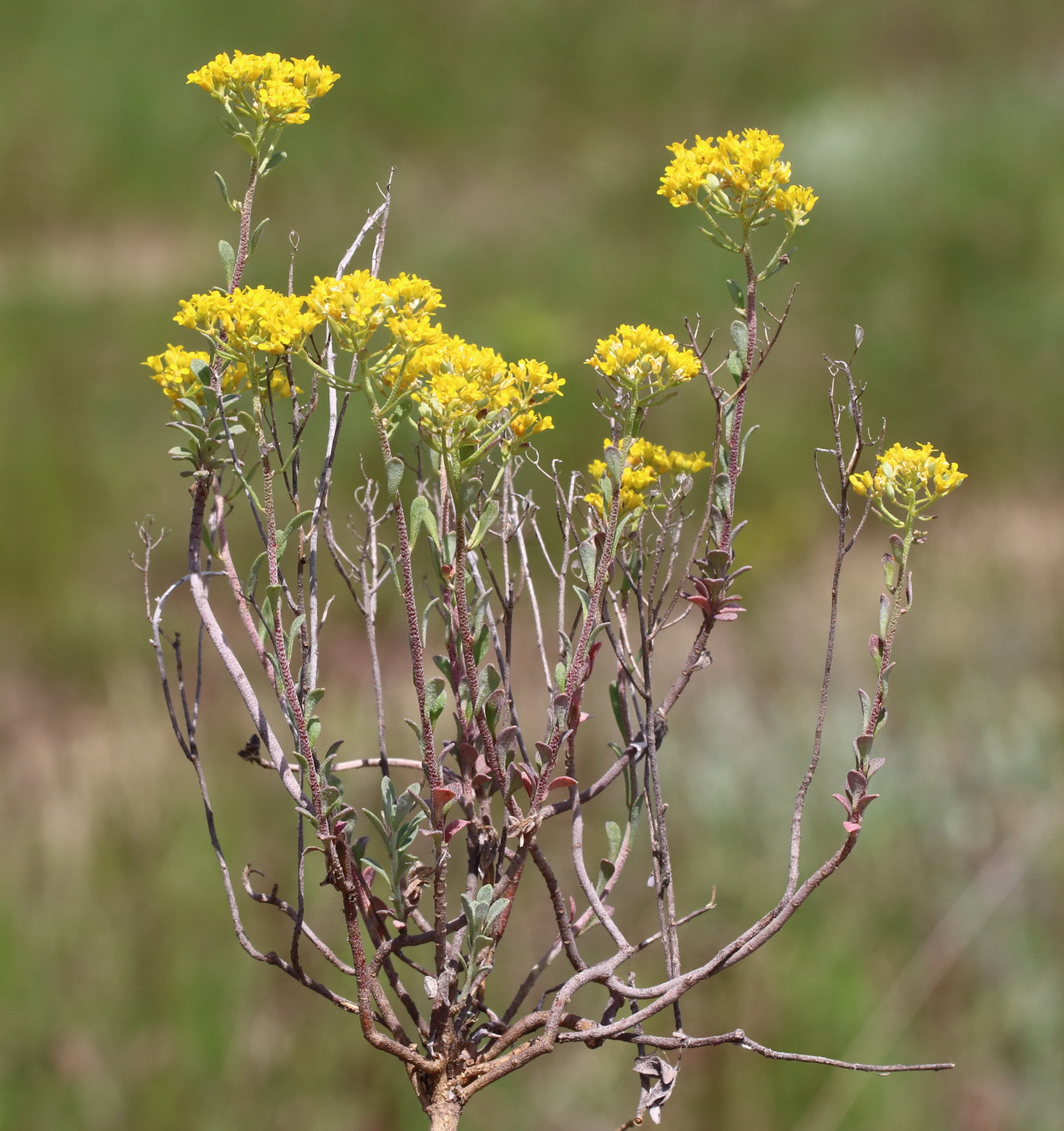 Изображение особи Odontarrhena muralis.