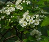 Crataegus