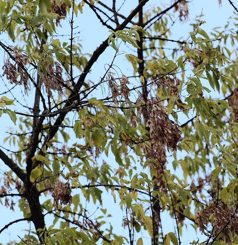 Image of Acer negundo specimen.