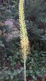 Eremurus hissaricus