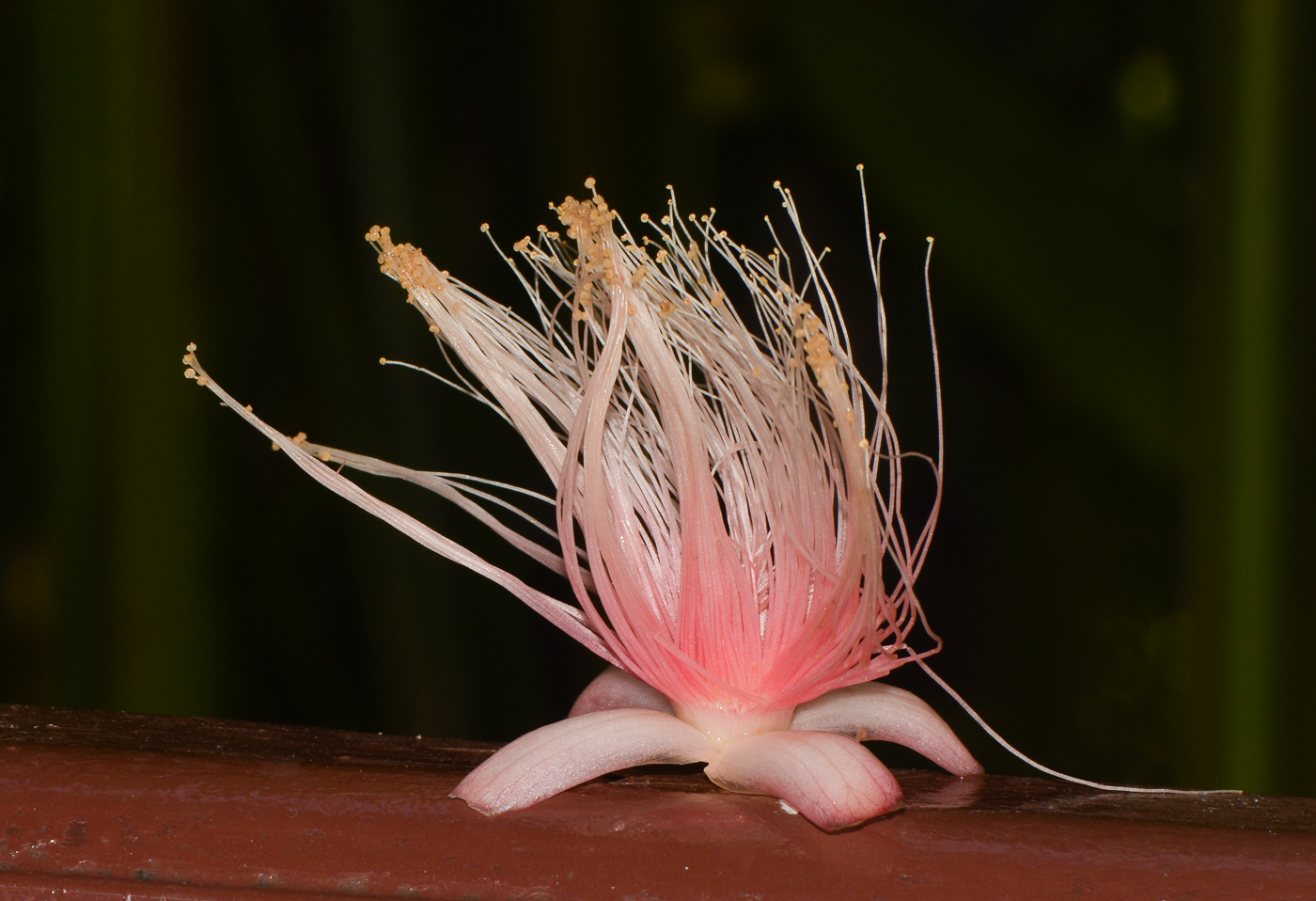 Изображение особи Barringtonia racemosa.