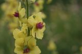 Verbascum marschallianum. Цветки с сидящей личинкой кузнечика. Ростовская обл., Волгодонской р-н, окр. Панского леса, степь. 17.06.2015.