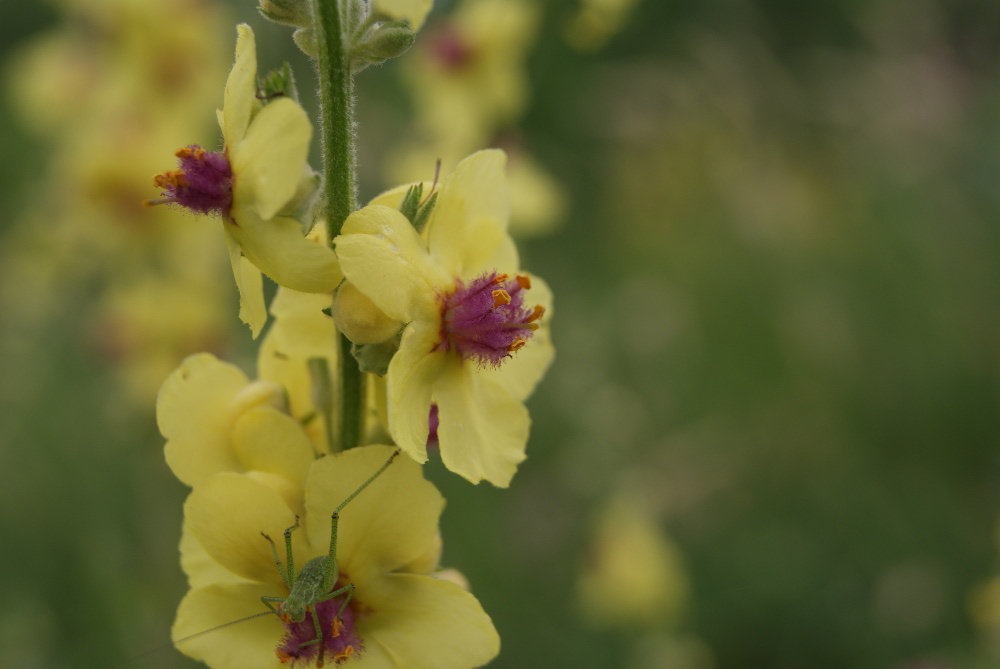 Image of Verbascum marschallianum specimen.