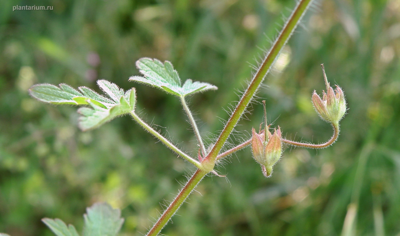 Image of Geranium divaricatum specimen.