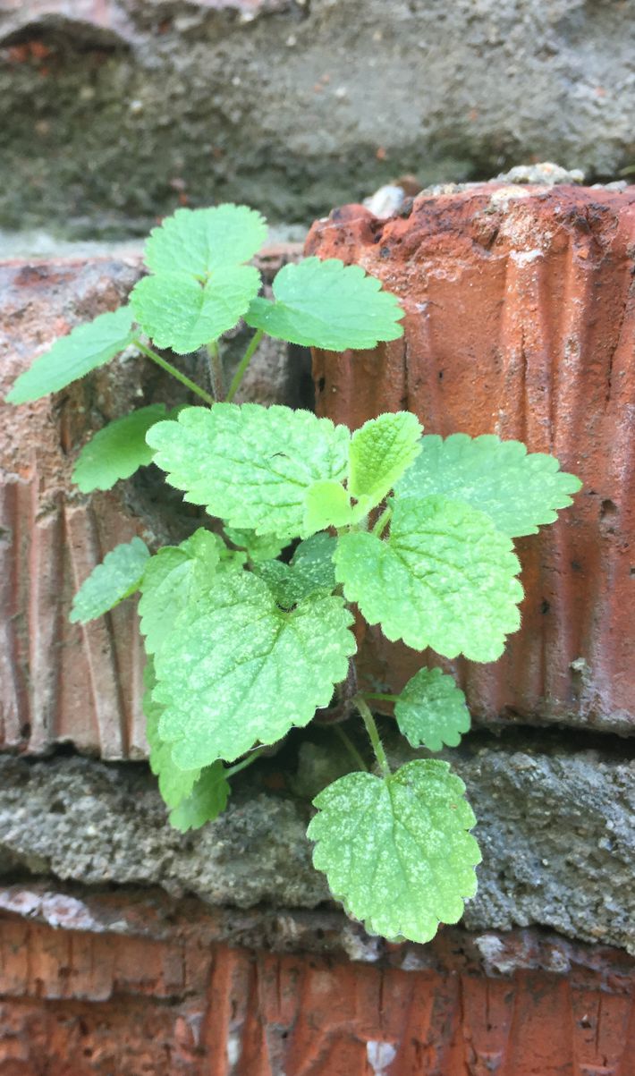 Изображение особи семейство Lamiaceae.