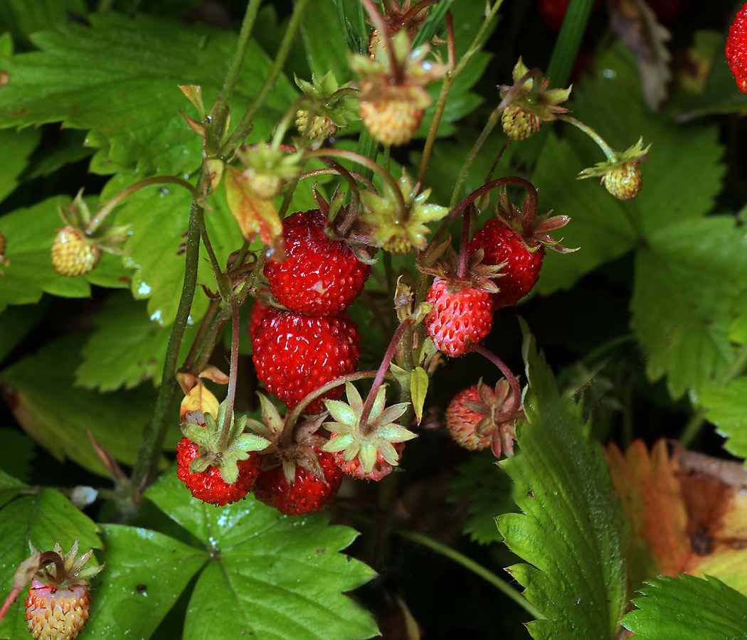 Изображение особи Fragaria vesca.