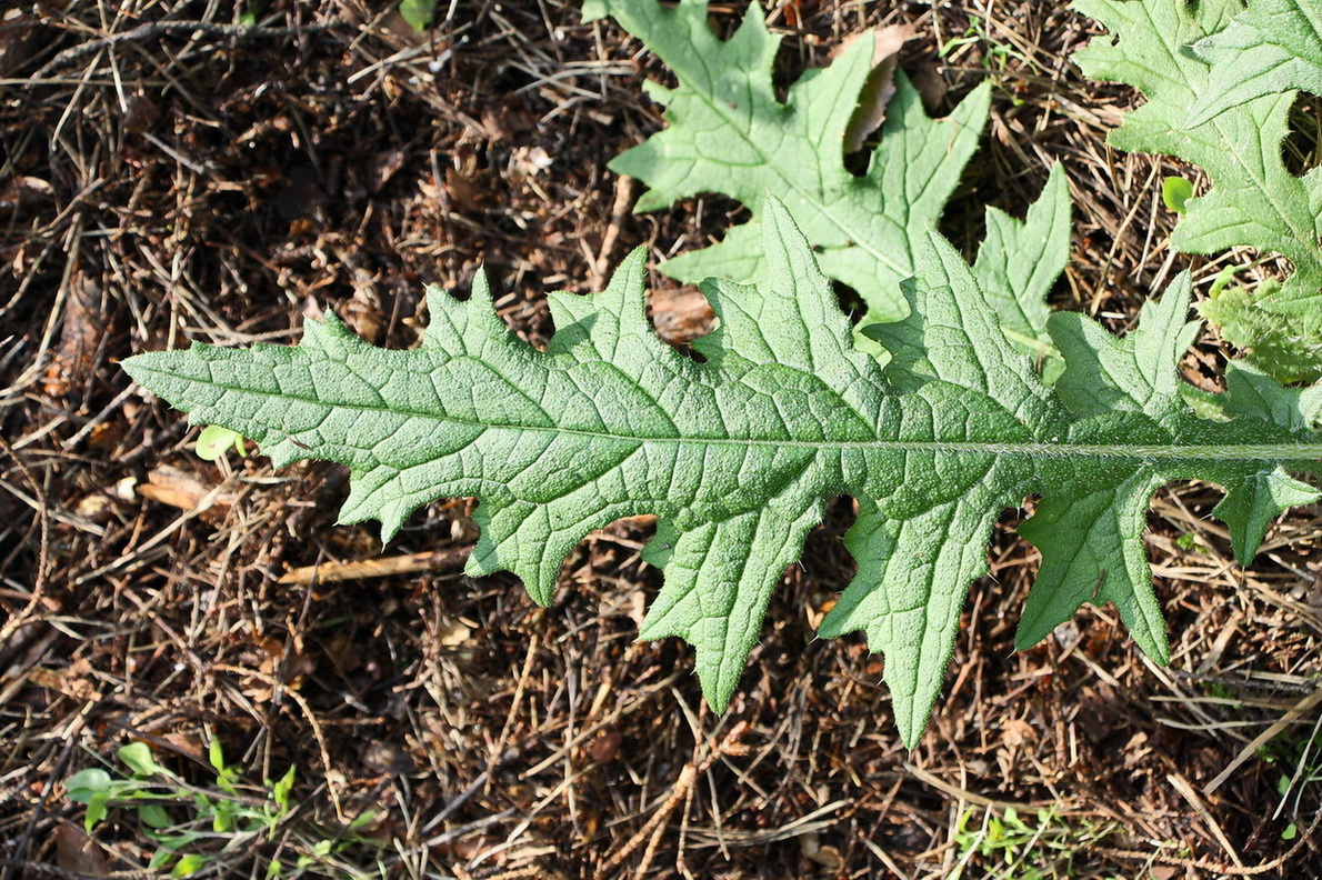 Image of Cirsium vulgare specimen.