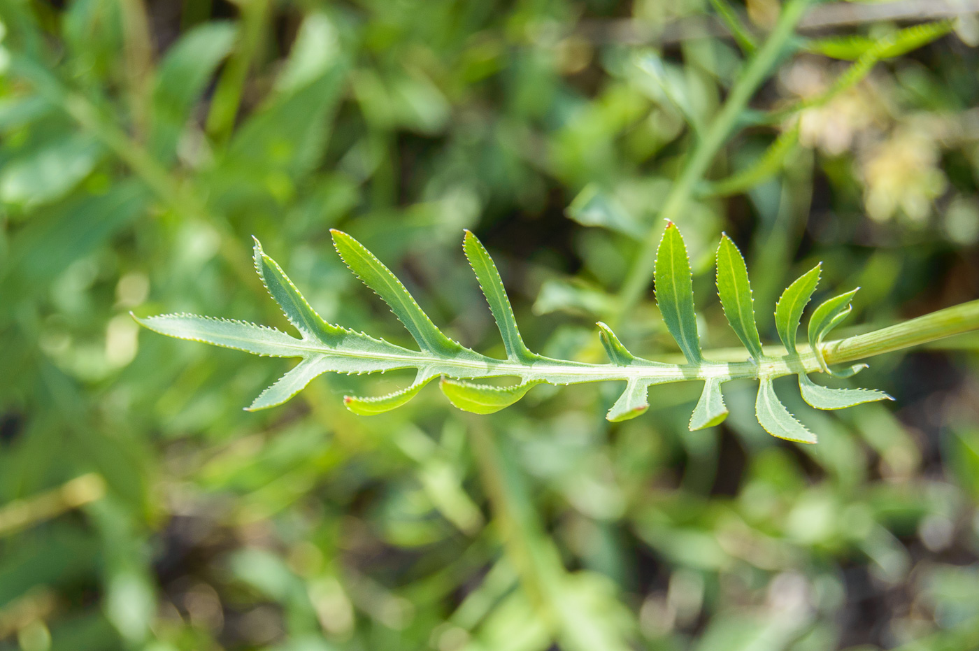 Изображение особи Rhaponticoides ruthenica.