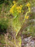 Bupleurum woronowii