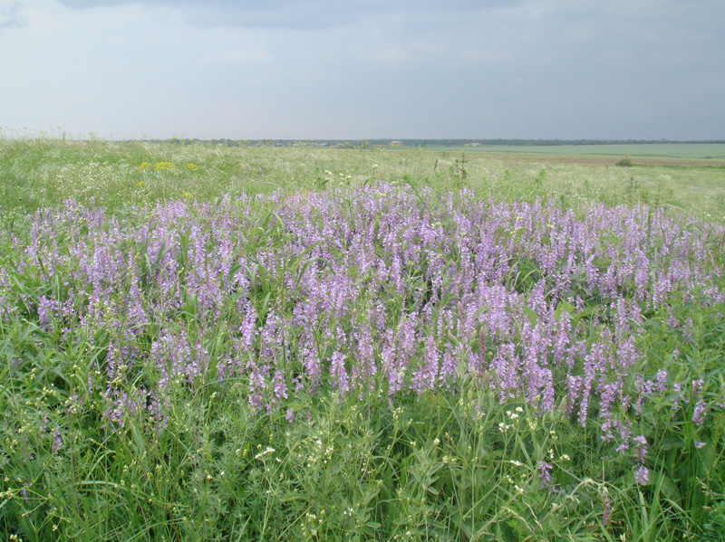 Изображение особи Vicia tenuifolia.