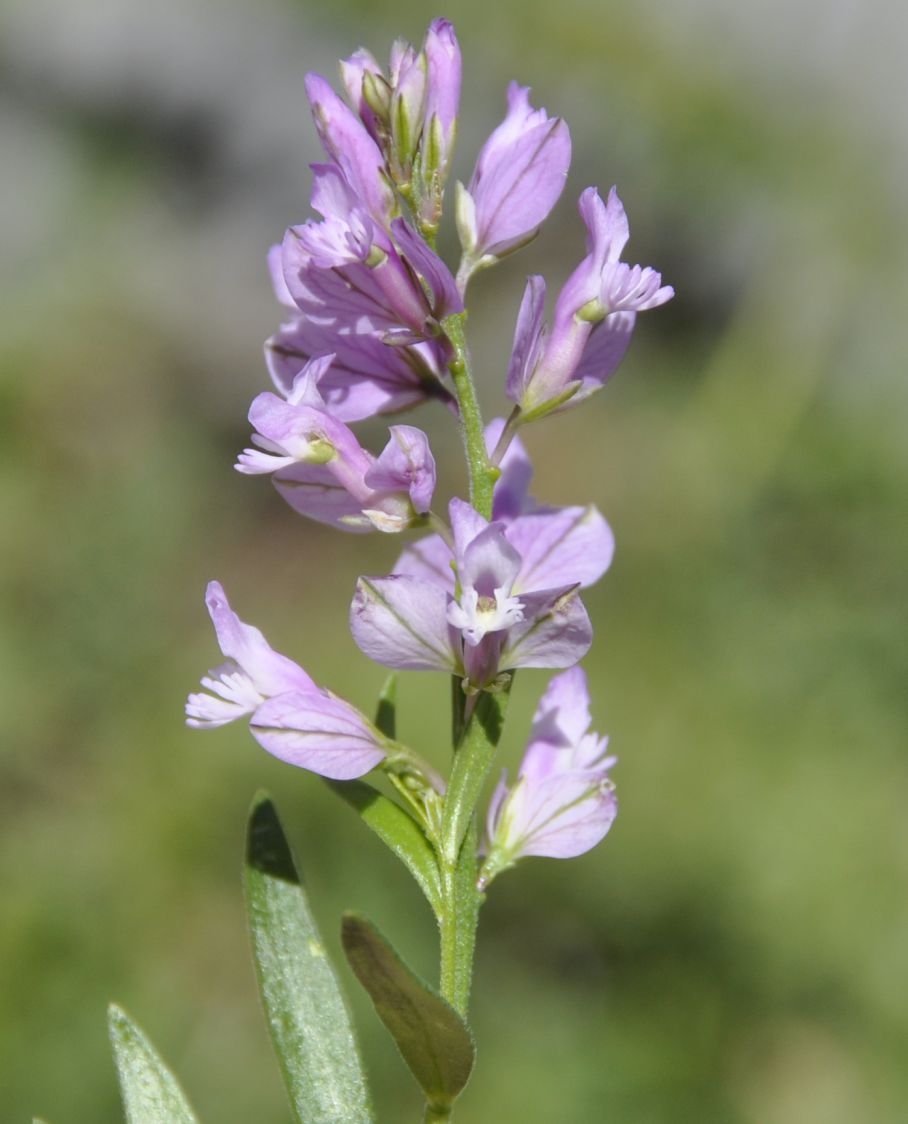 Image of Polygala nicaeensis specimen.