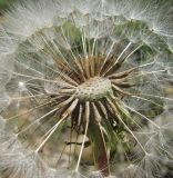 Taraxacum confusum