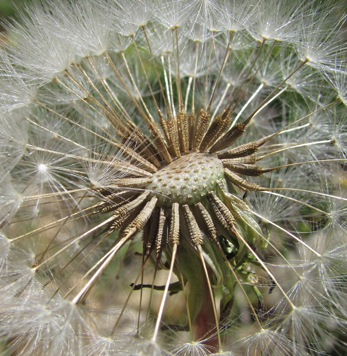 Изображение особи Taraxacum confusum.