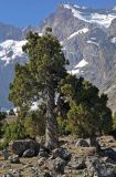 Juniperus seravschanica. Взрослые деревья. Таджикистан, Фанские горы, ущелье Куликалон, ≈ 2700 м н.у.м., каменистый сухой склон. 05.08.2017.