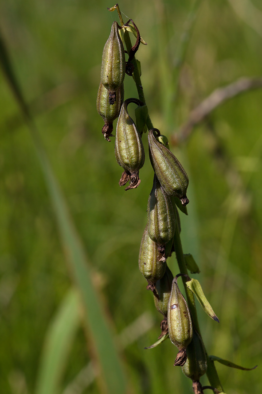 Image of Epipactis palustris specimen.