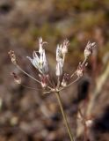 Allium inaequale