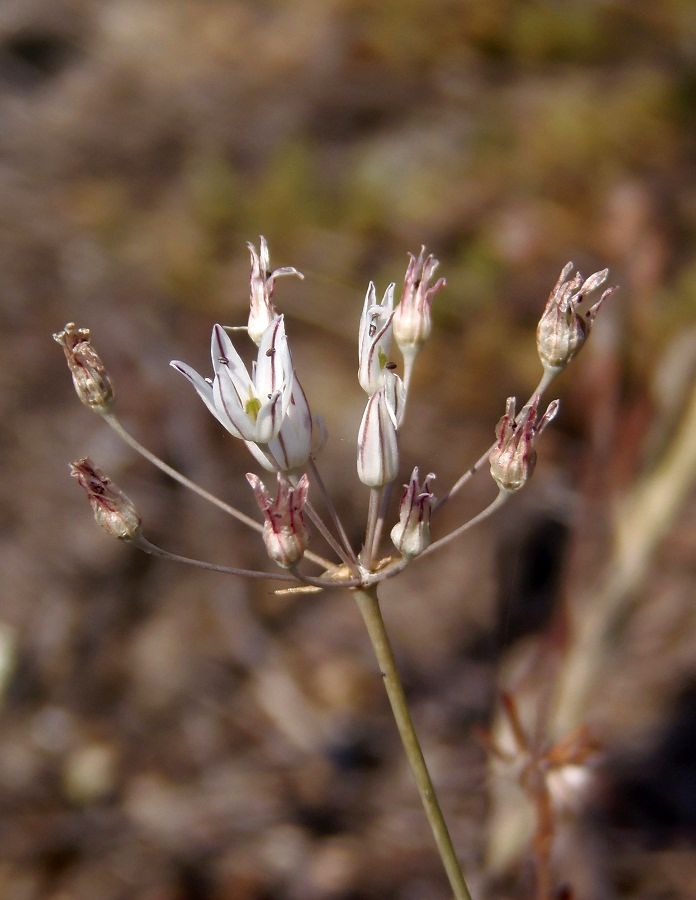 Изображение особи Allium inaequale.