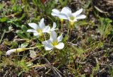 Oxalis versicolor