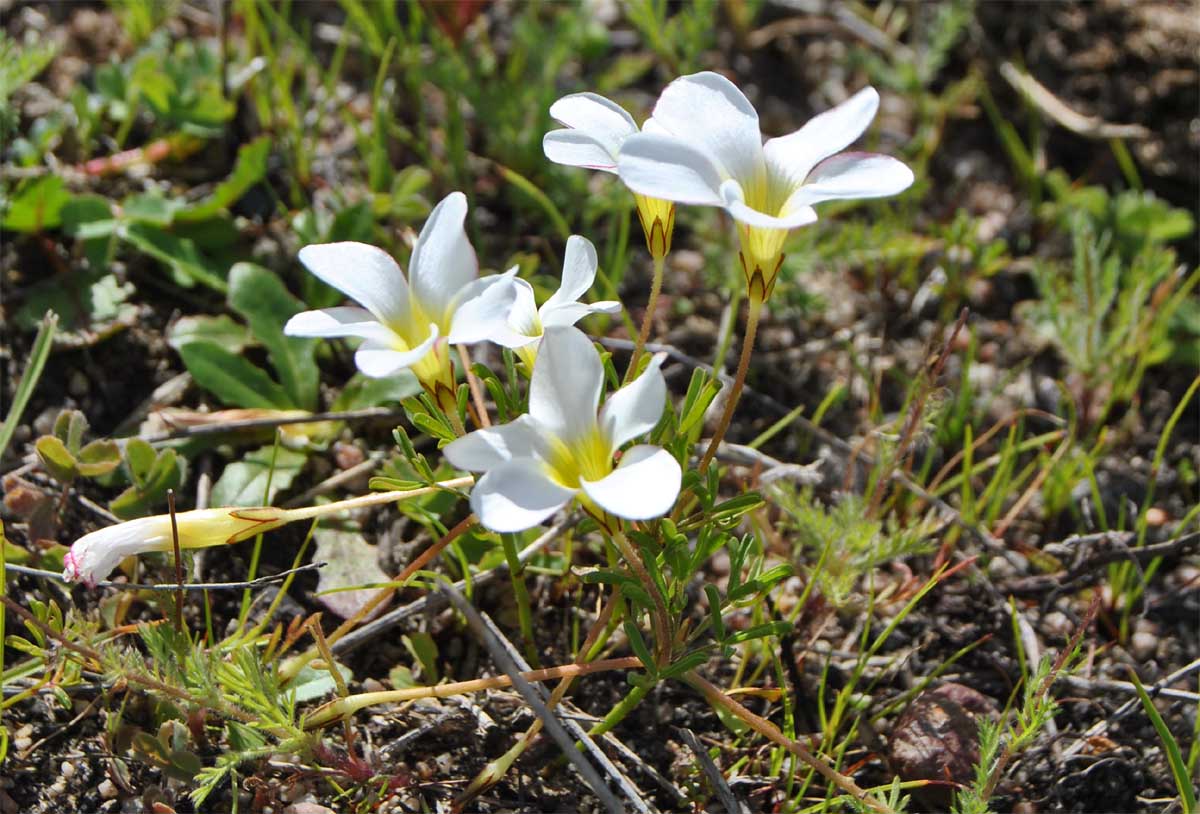 Изображение особи Oxalis versicolor.