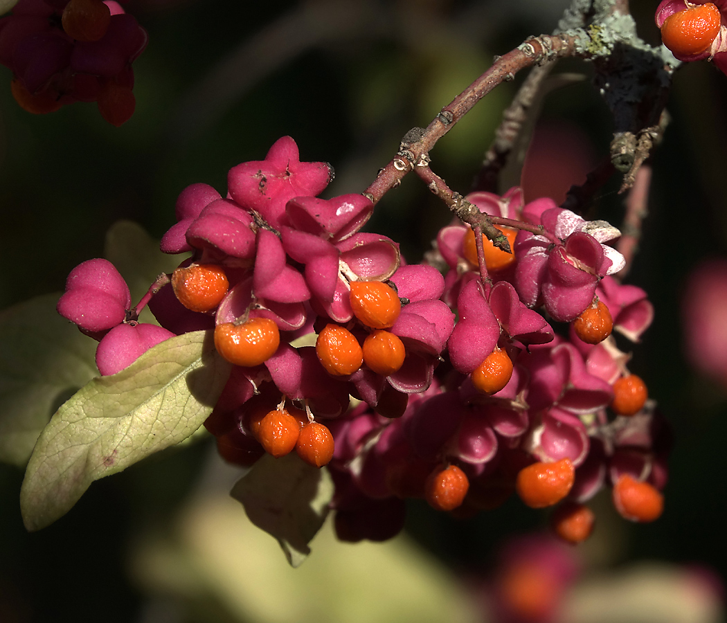 Изображение особи Euonymus europaeus.