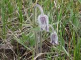 Pulsatilla ucrainica