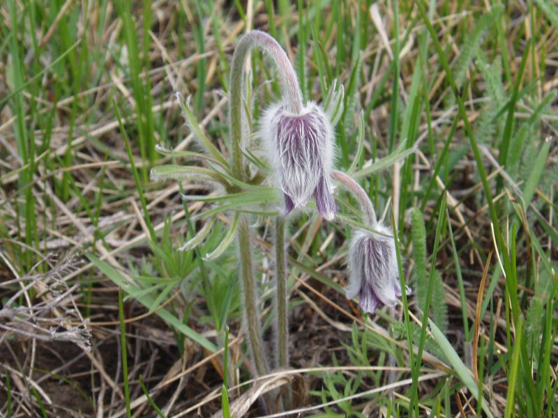 Изображение особи Pulsatilla ucrainica.