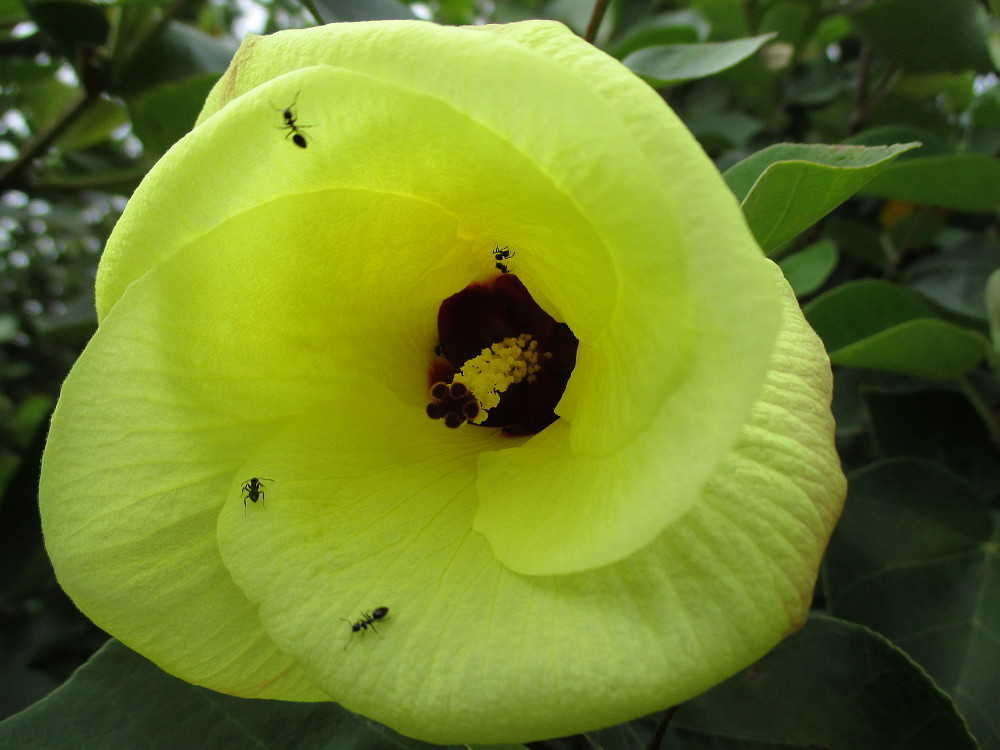 Изображение особи Hibiscus tiliaceus.