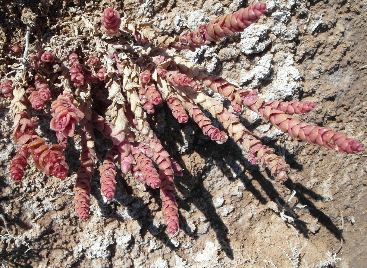 Изображение особи семейство Chenopodiaceae.