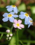 Myosotis palustris. Часть соцветия в каплях дождя с сидящей мухой. Московская обл., Талдомский р-н, в колее заболоченной лесной дороги. 11.07.2017.