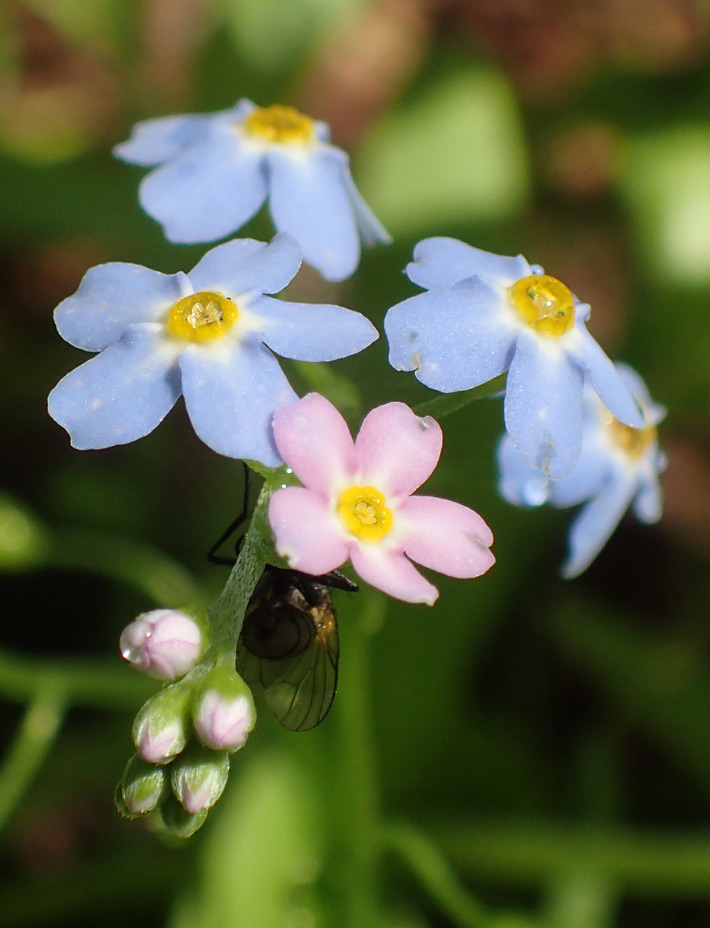 Image of Myosotis palustris specimen.