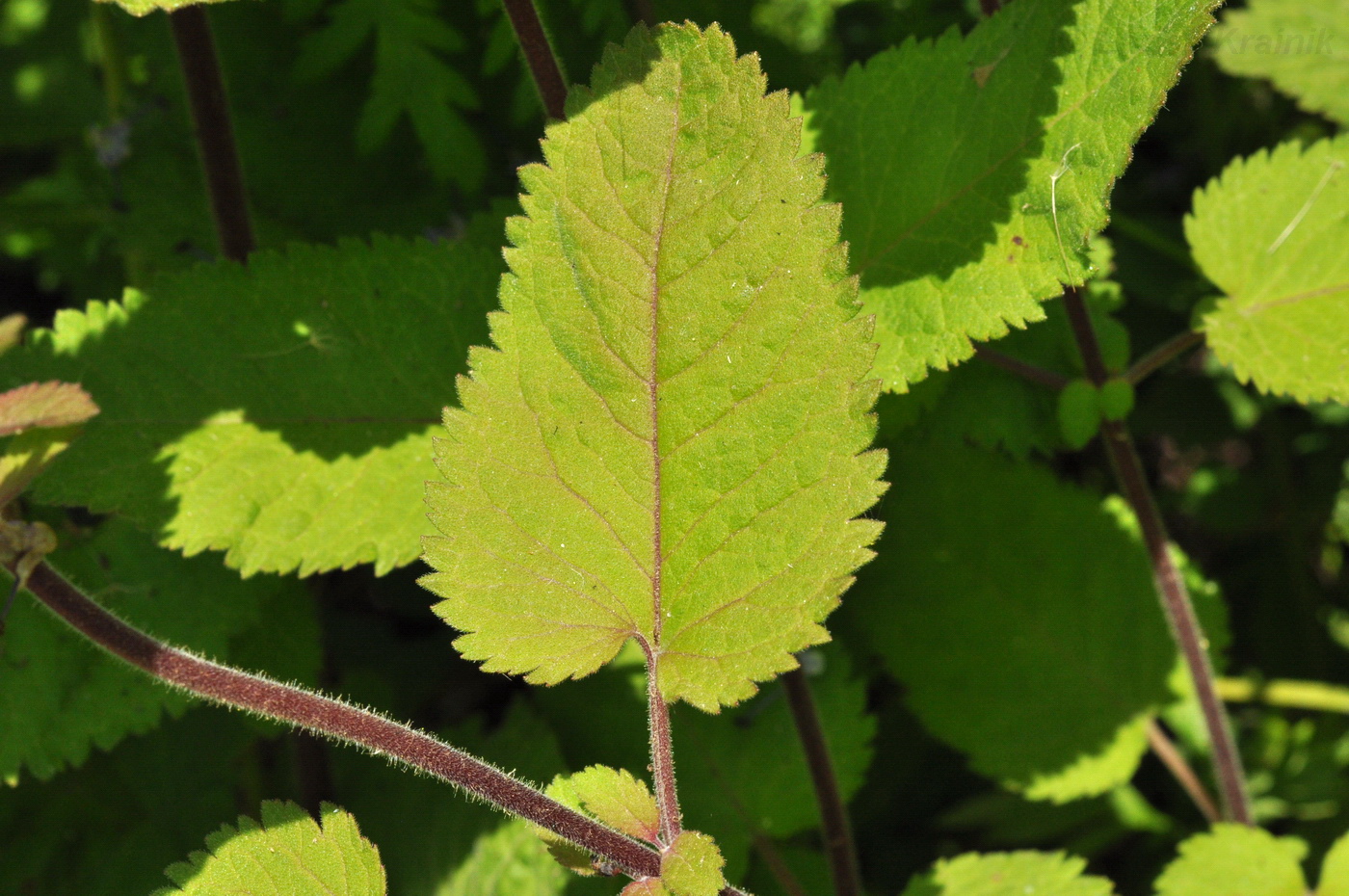 Image of Veronica daurica specimen.