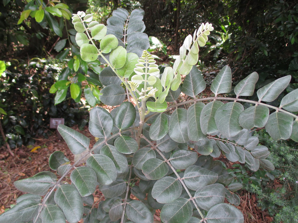 Image of Sophora tomentosa specimen.