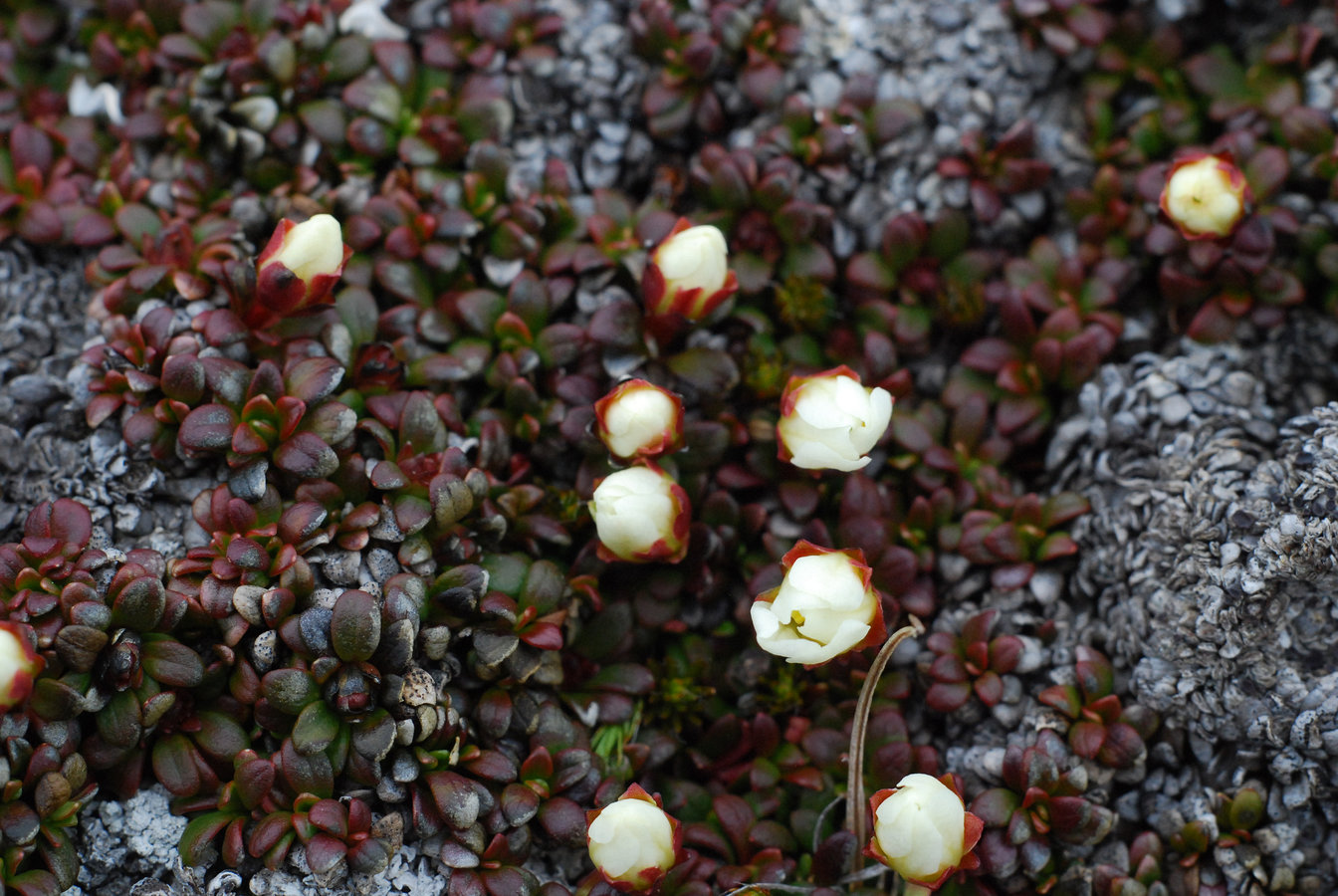 Изображение особи Diapensia obovata.