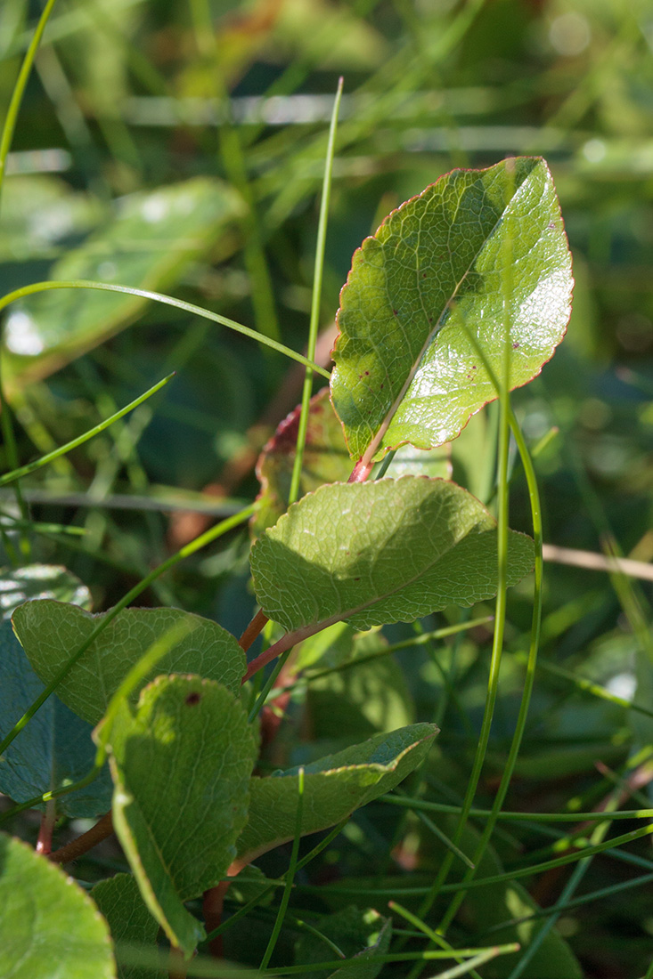 Изображение особи Salix herbacea.