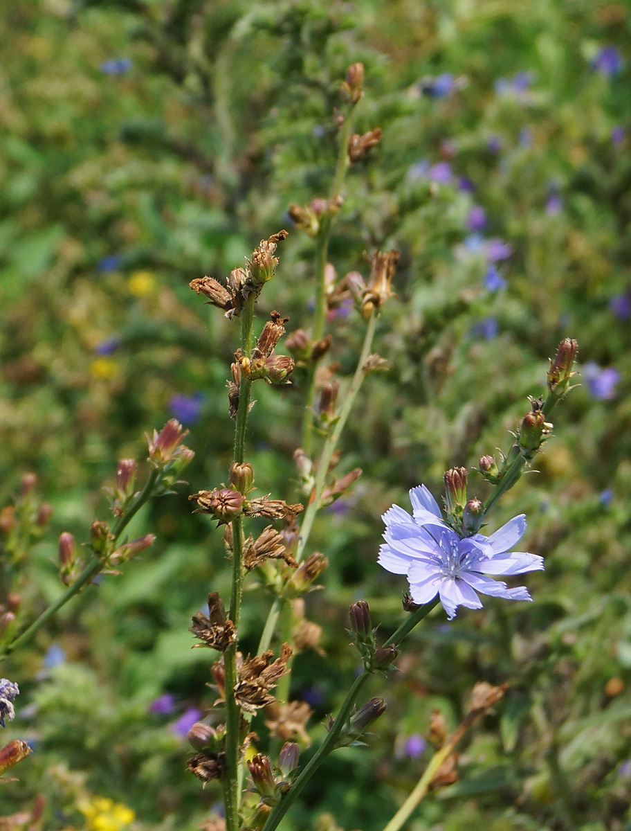 Image of Cichorium intybus specimen.