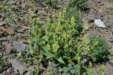 Aconogonon hissaricum