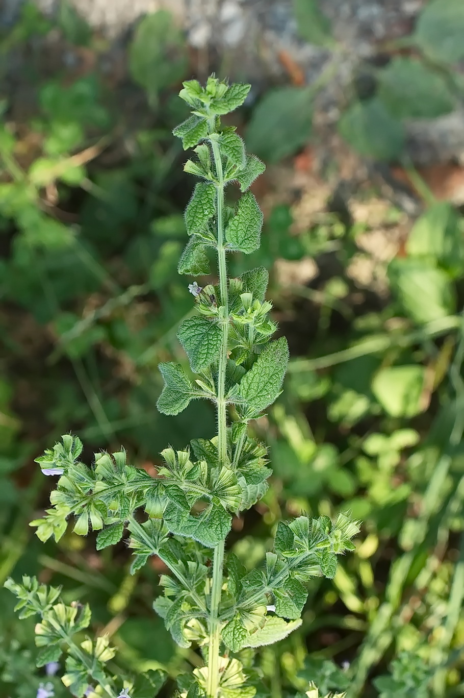 Image of Melissa officinalis specimen.