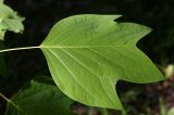 Liriodendron tulipifera