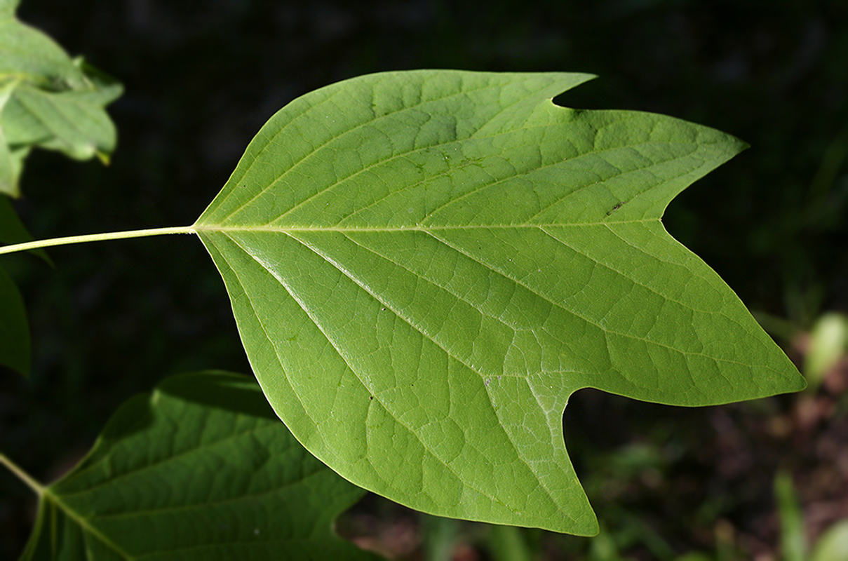 Image of Liriodendron tulipifera specimen.