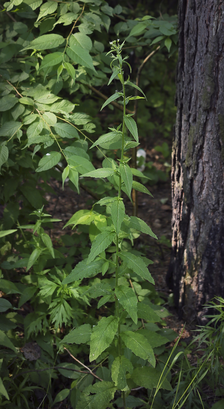 Изображение особи Arabis pendula.